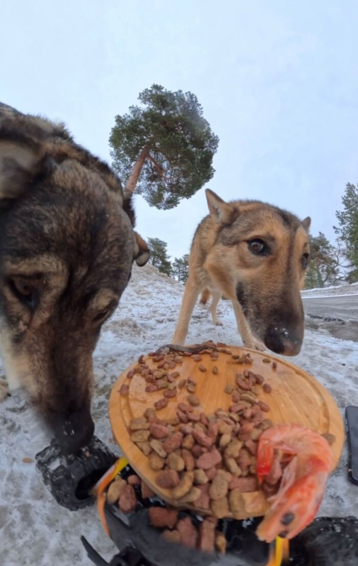 This Dude Uses Drones and RC Cars to Feed Stray Animals, and It’s Basically the Cutest Thing Ever