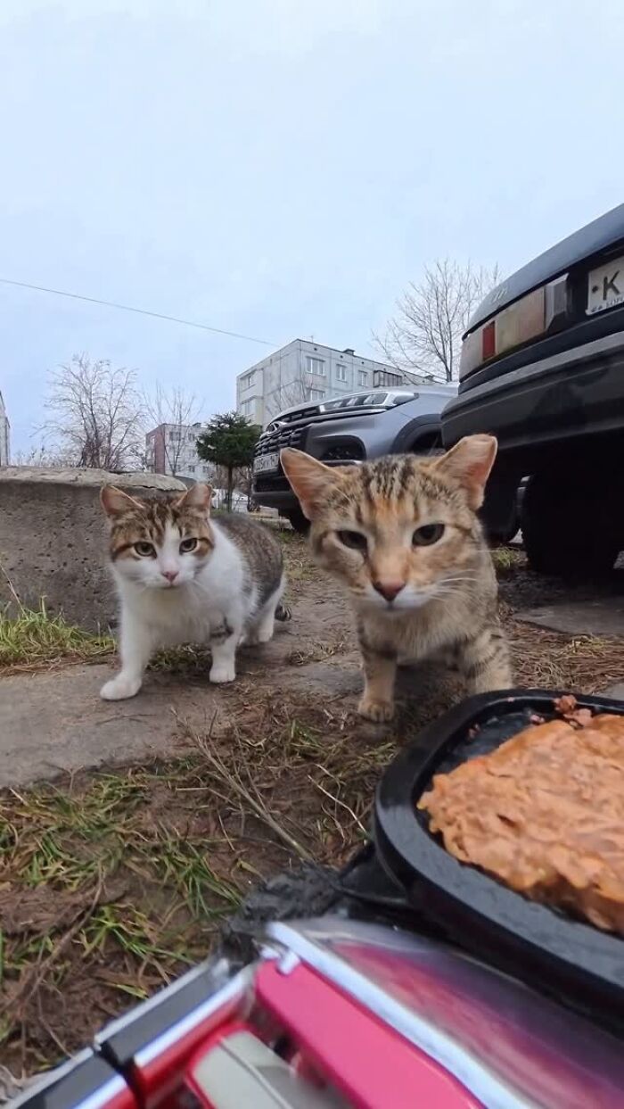 This Dude Uses Drones and RC Cars to Feed Stray Animals, and It’s Basically the Cutest Thing Ever