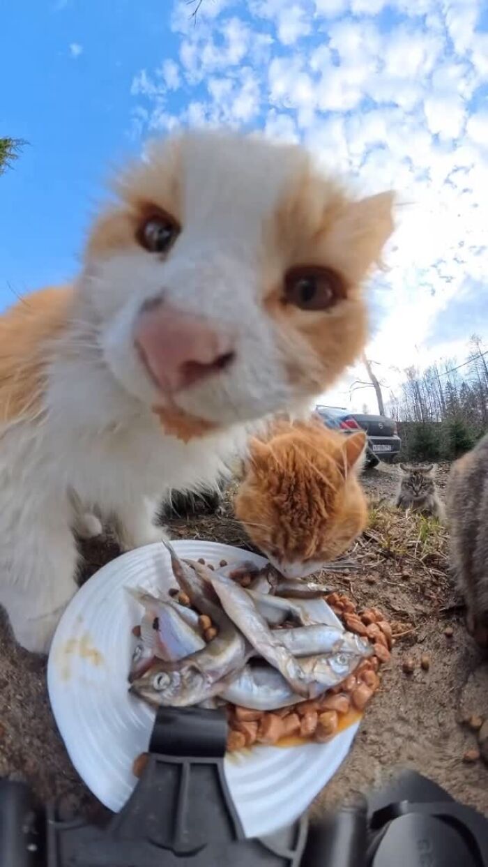 This Dude Uses Drones and RC Cars to Feed Stray Animals, and It’s Basically the Cutest Thing Ever