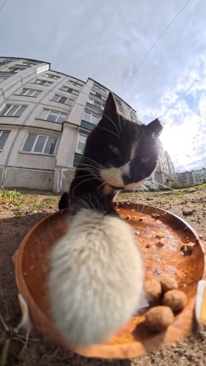 This Dude Uses Drones and RC Cars to Feed Stray Animals, and It’s Basically the Cutest Thing Ever