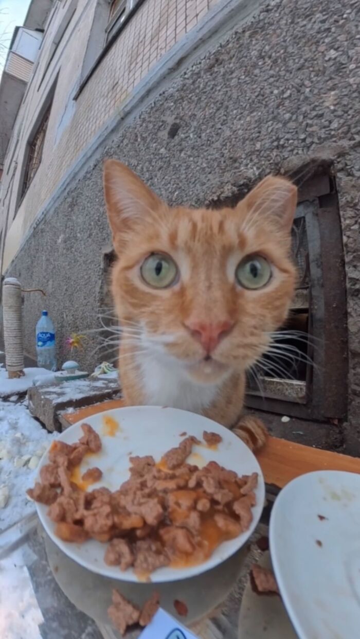 This Dude Uses Drones and RC Cars to Feed Stray Animals, and It’s Basically the Cutest Thing Ever