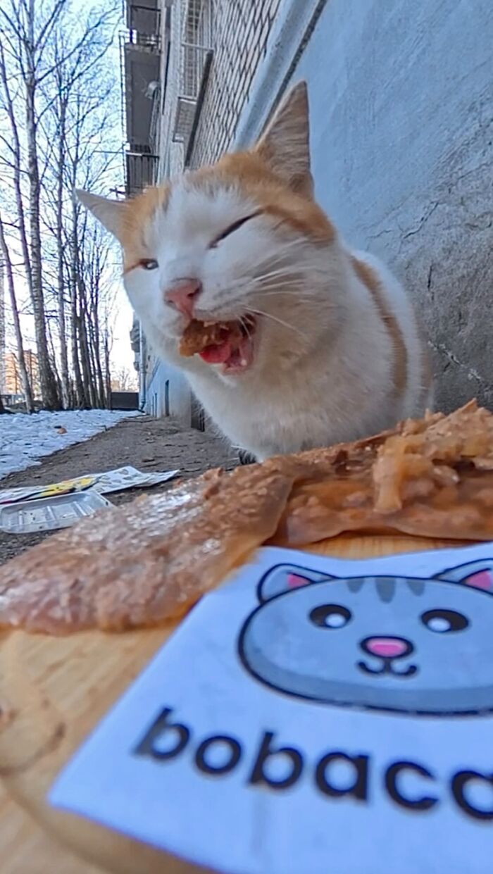 This Dude Uses Drones and RC Cars to Feed Stray Animals, and It’s Basically the Cutest Thing Ever
