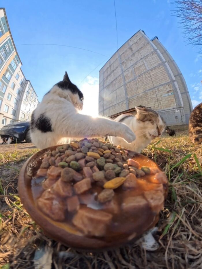 This Dude Uses Drones and RC Cars to Feed Stray Animals, and It’s Basically the Cutest Thing Ever