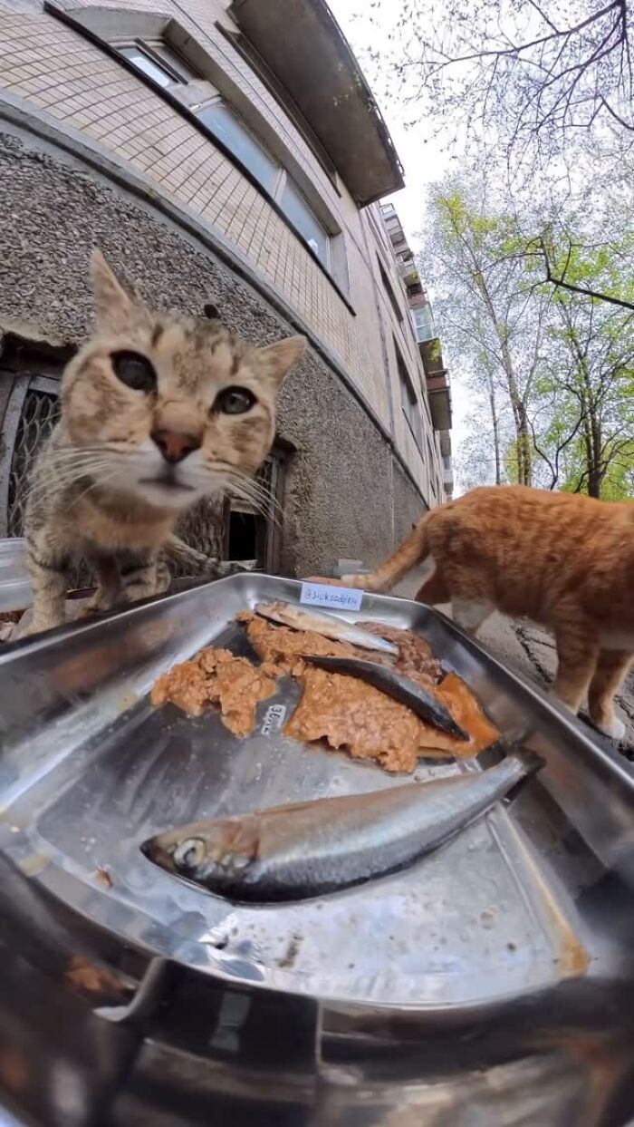 This Dude Uses Drones and RC Cars to Feed Stray Animals, and It’s Basically the Cutest Thing Ever