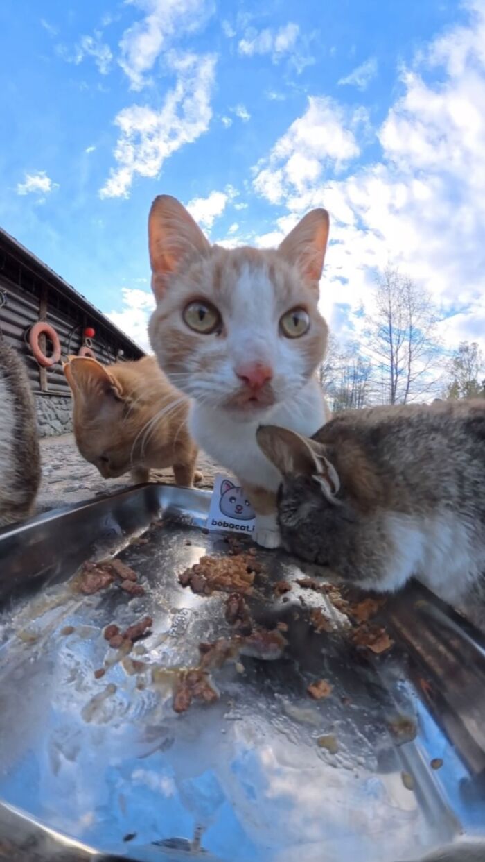 This Dude Uses Drones and RC Cars to Feed Stray Animals, and It’s Basically the Cutest Thing Ever