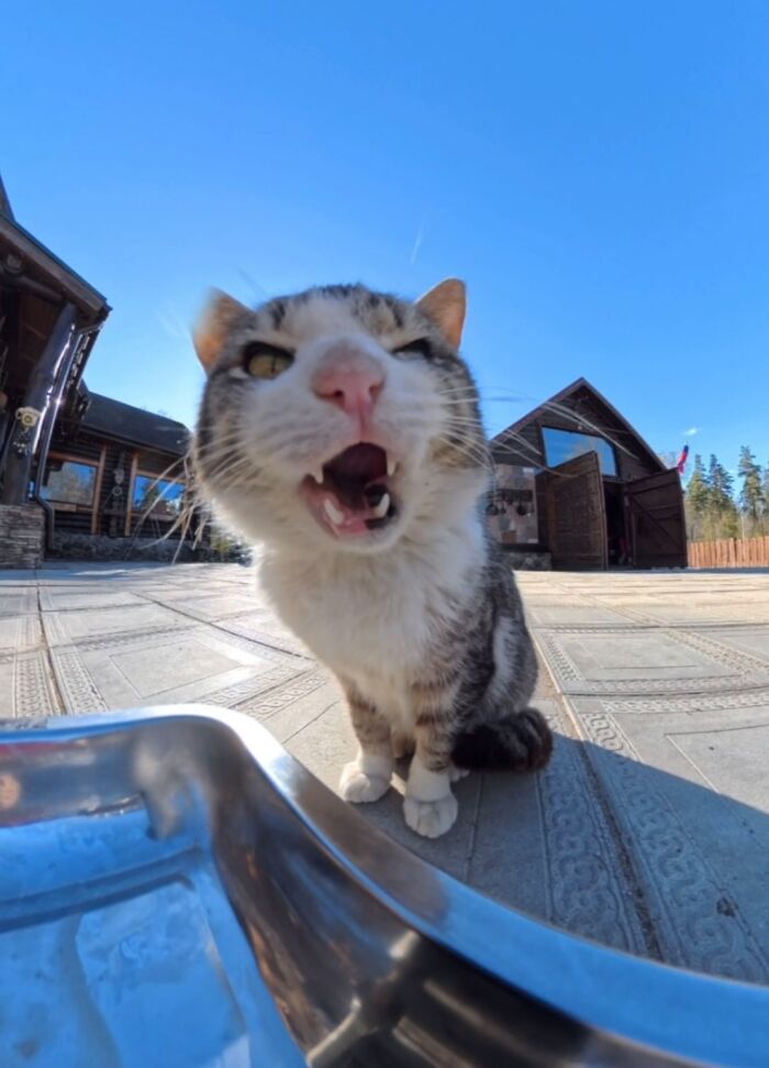 This Dude Uses Drones and RC Cars to Feed Stray Animals, and It’s Basically the Cutest Thing Ever