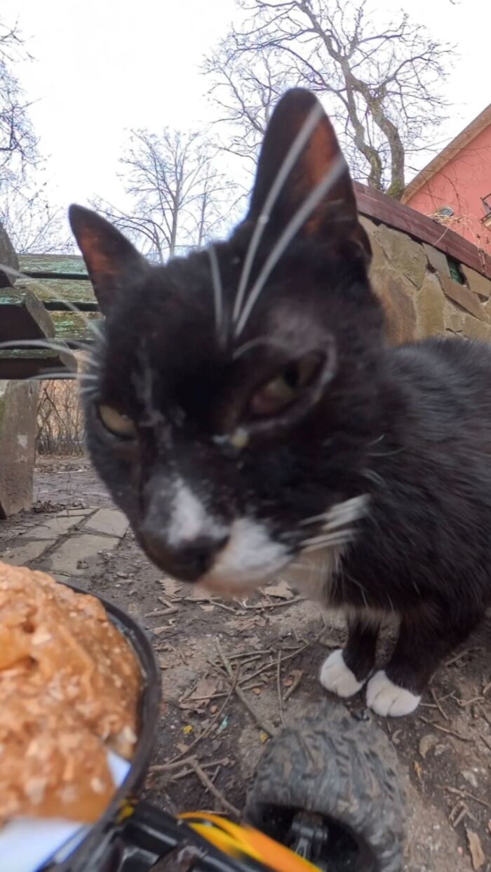 This Dude Uses Drones and RC Cars to Feed Stray Animals, and It’s Basically the Cutest Thing Ever