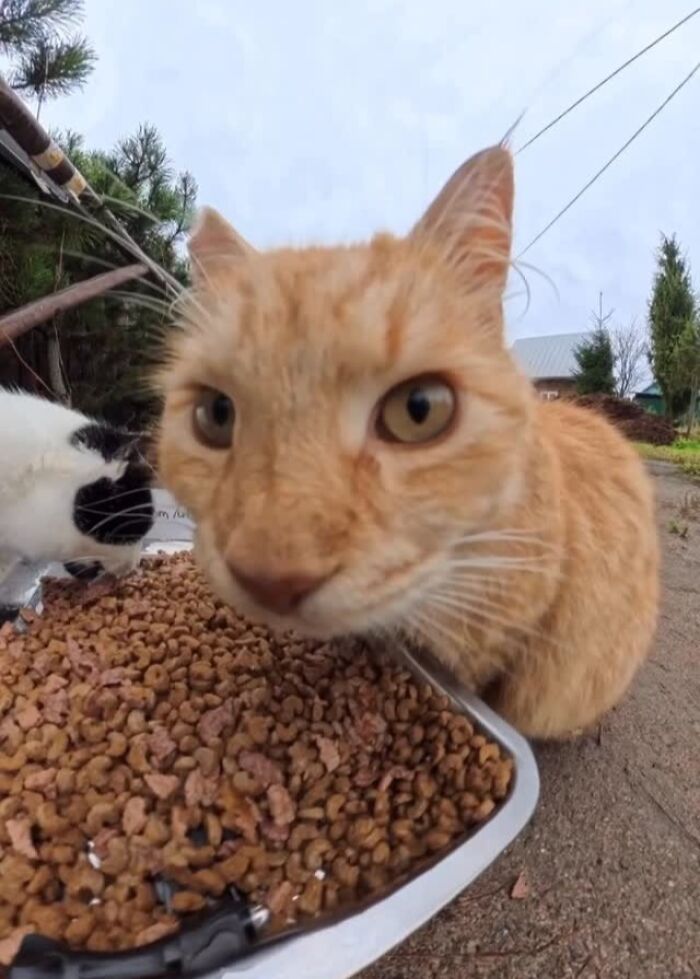 This Dude Uses Drones and RC Cars to Feed Stray Animals, and It’s Basically the Cutest Thing Ever
