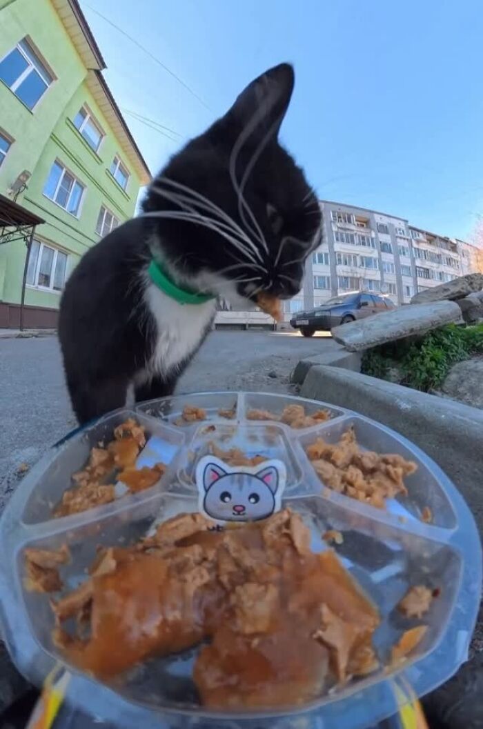 This Dude Uses Drones and RC Cars to Feed Stray Animals, and It’s Basically the Cutest Thing Ever