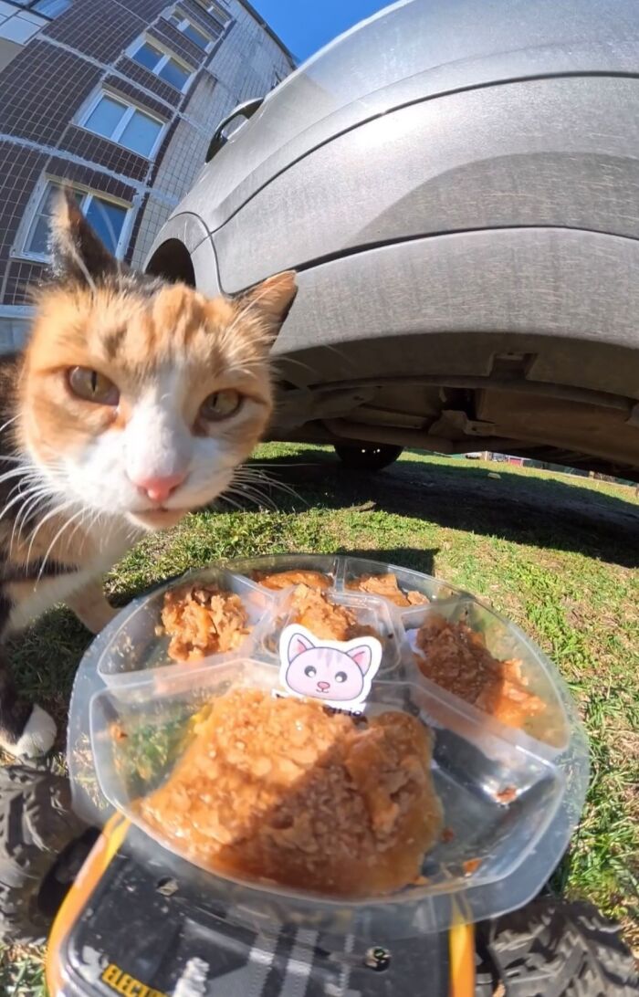 This Dude Uses Drones and RC Cars to Feed Stray Animals, and It’s Basically the Cutest Thing Ever
