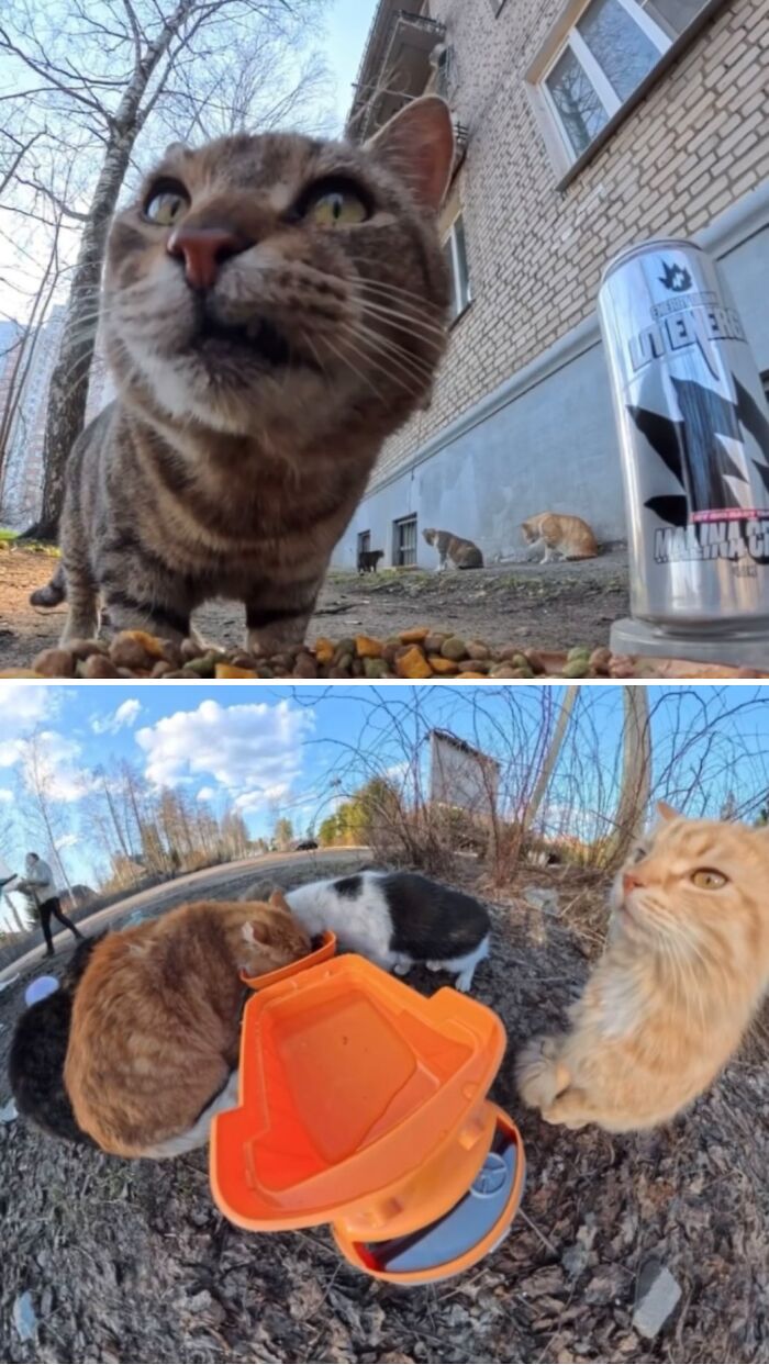 This Dude Uses Drones and RC Cars to Feed Stray Animals, and It’s Basically the Cutest Thing Ever