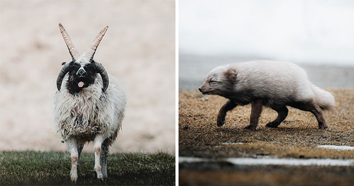 Meet Iceland’s Coolest Animals Up Close! (41 Pics)