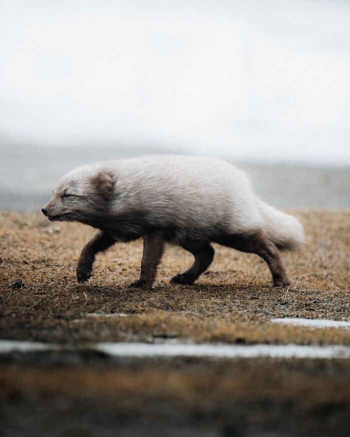 Meet Iceland's Coolest Animals Up Close! (41 Pics)