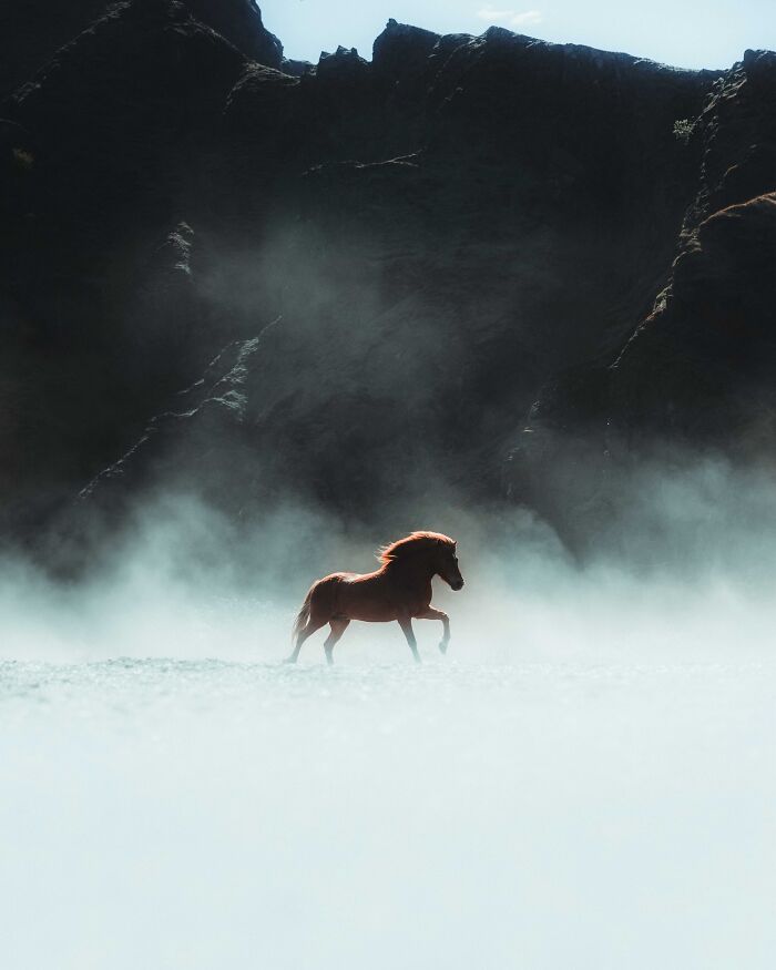 Meet Iceland's Coolest Animals Up Close! (41 Pics)