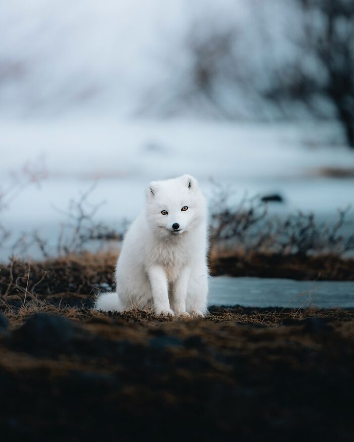 Meet Iceland's Coolest Animals Up Close! (41 Pics)