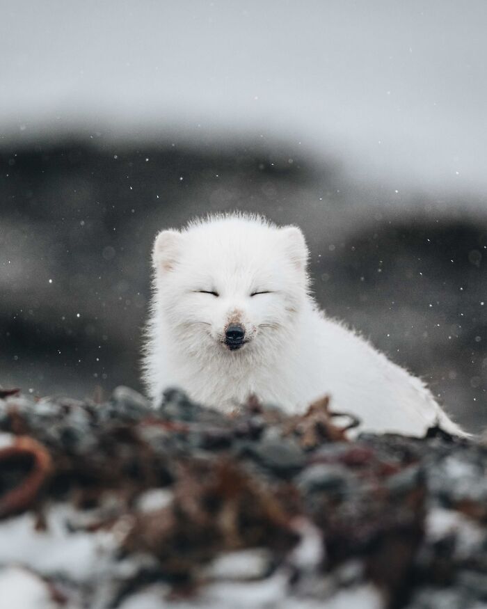 Meet Iceland's Coolest Animals Up Close! (41 Pics)