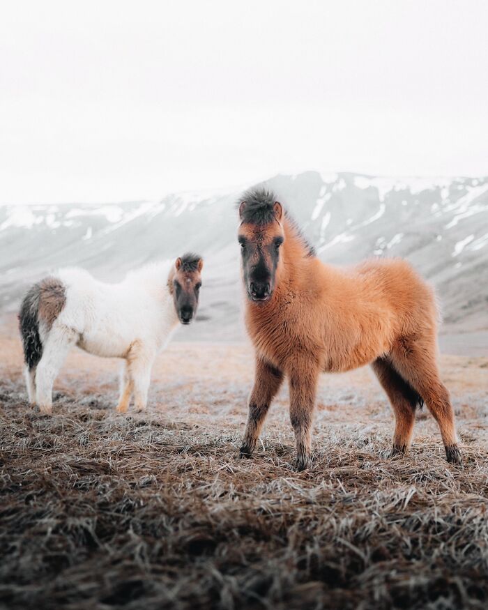 Meet Iceland's Coolest Animals Up Close! (41 Pics)