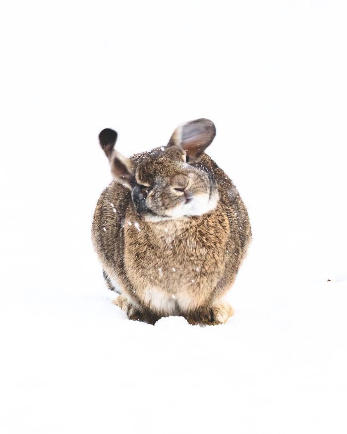 Meet Iceland's Coolest Animals Up Close! (41 Pics)