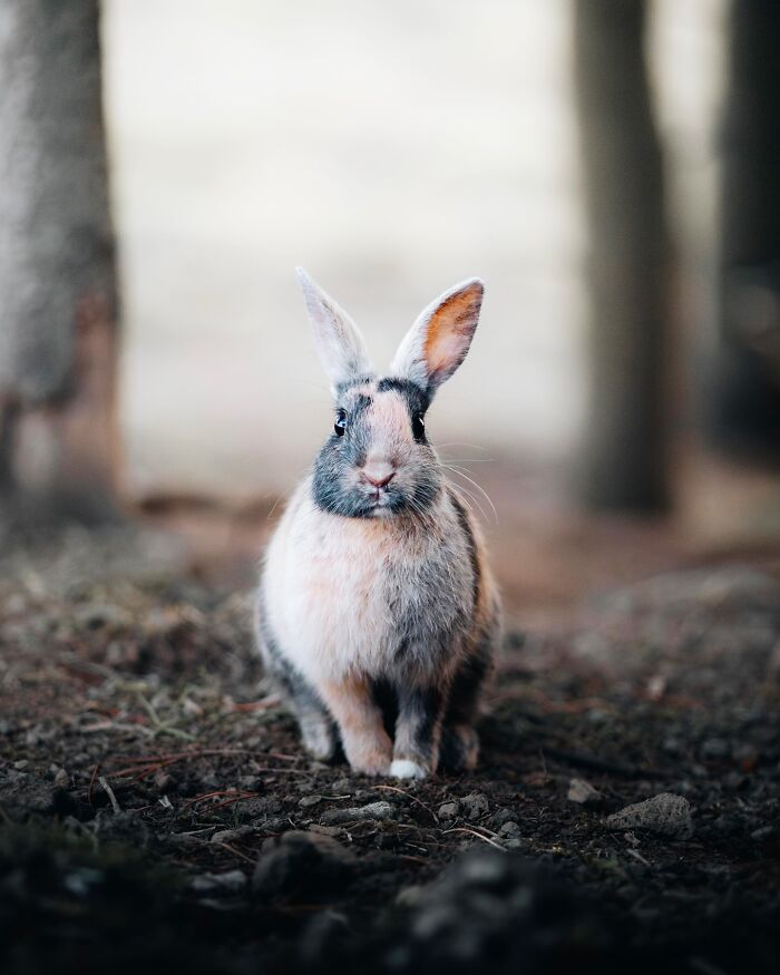 Meet Iceland's Coolest Animals Up Close! (41 Pics)