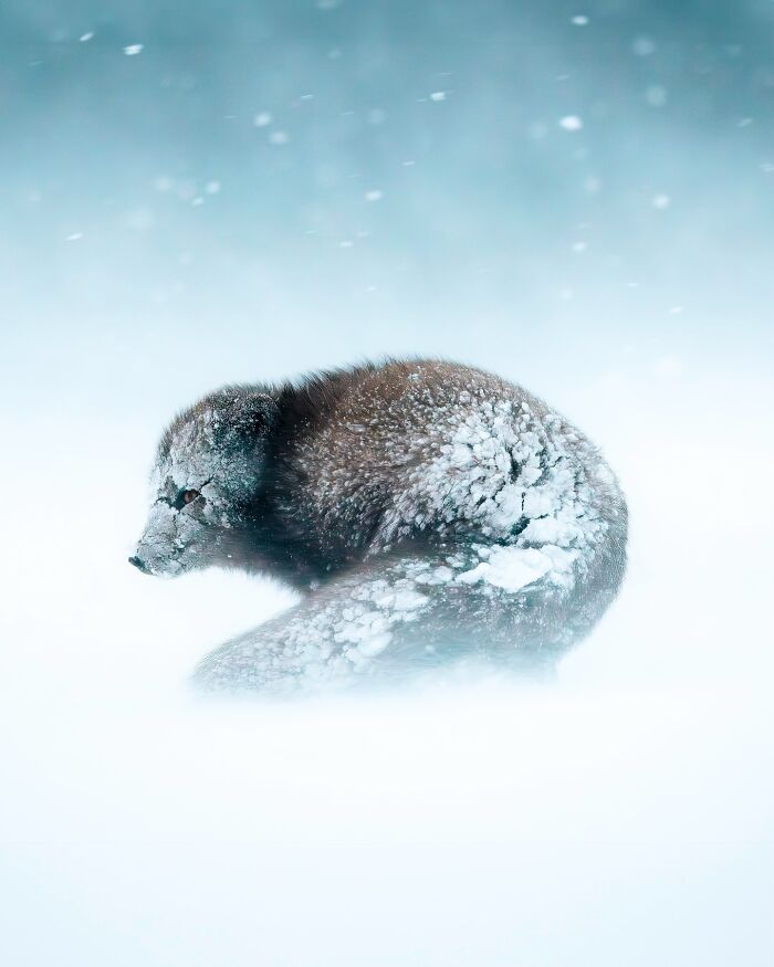 Meet Iceland's Coolest Animals Up Close! (41 Pics)