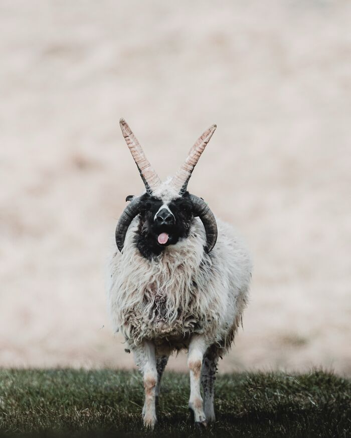 Meet Iceland's Coolest Animals Up Close! (41 Pics)
