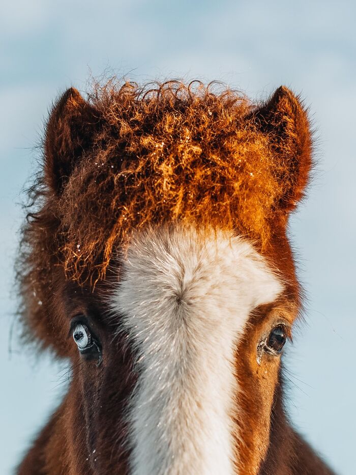 Meet Iceland's Coolest Animals Up Close! (41 Pics)