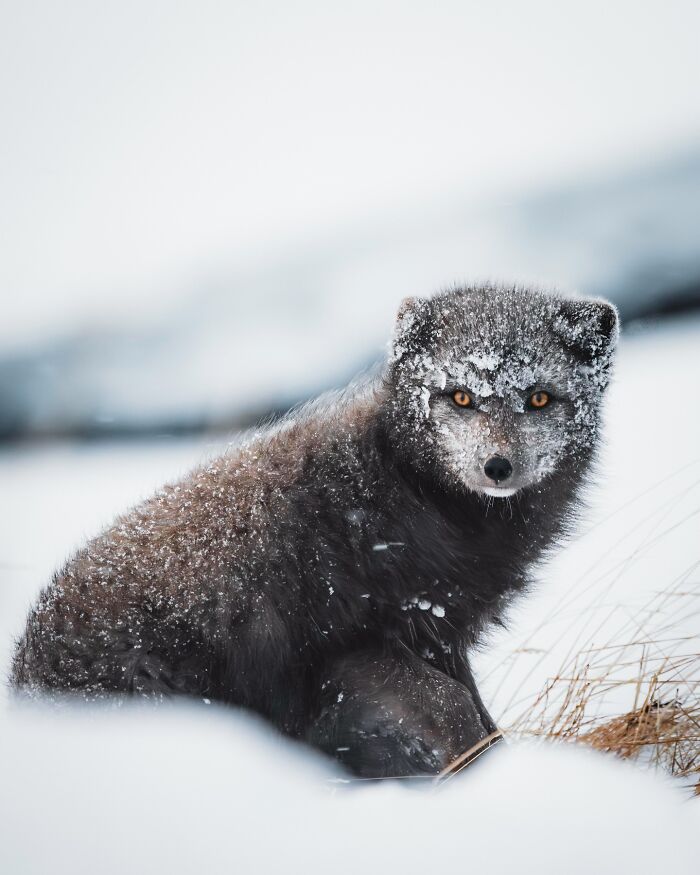 Meet Iceland's Coolest Animals Up Close! (41 Pics)