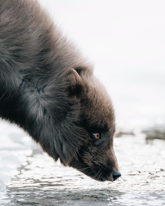 Meet Iceland's Coolest Animals Up Close! (41 Pics)