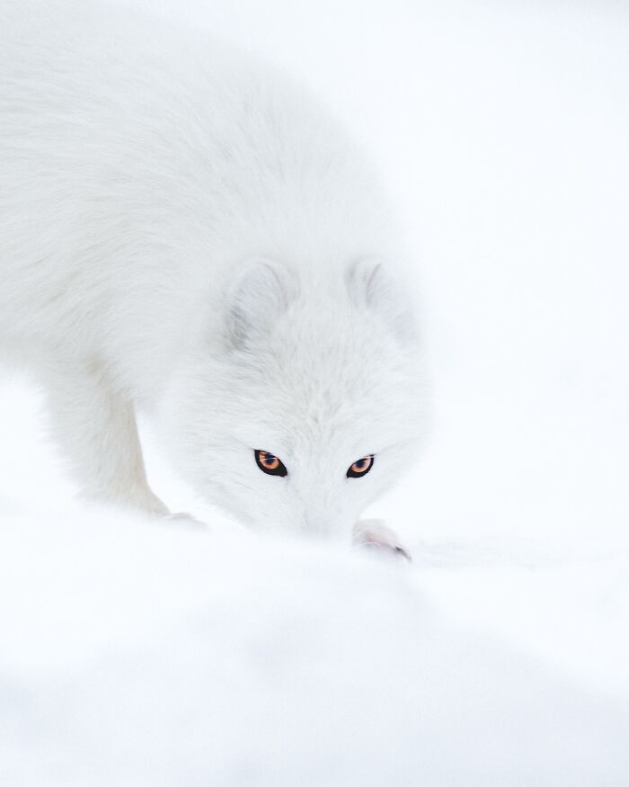 Meet Iceland's Coolest Animals Up Close! (41 Pics)