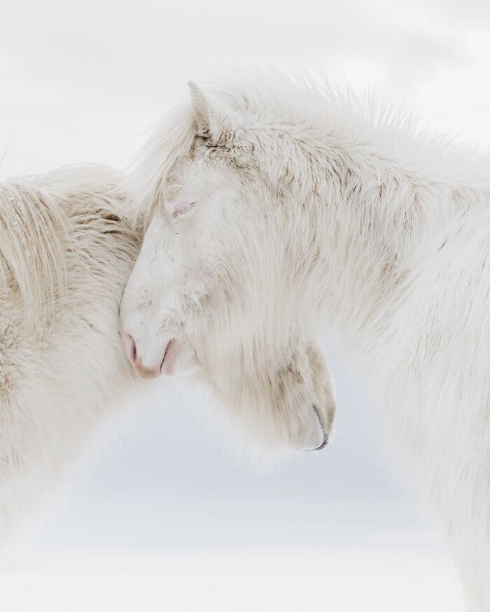 Meet Iceland's Coolest Animals Up Close! (41 Pics)