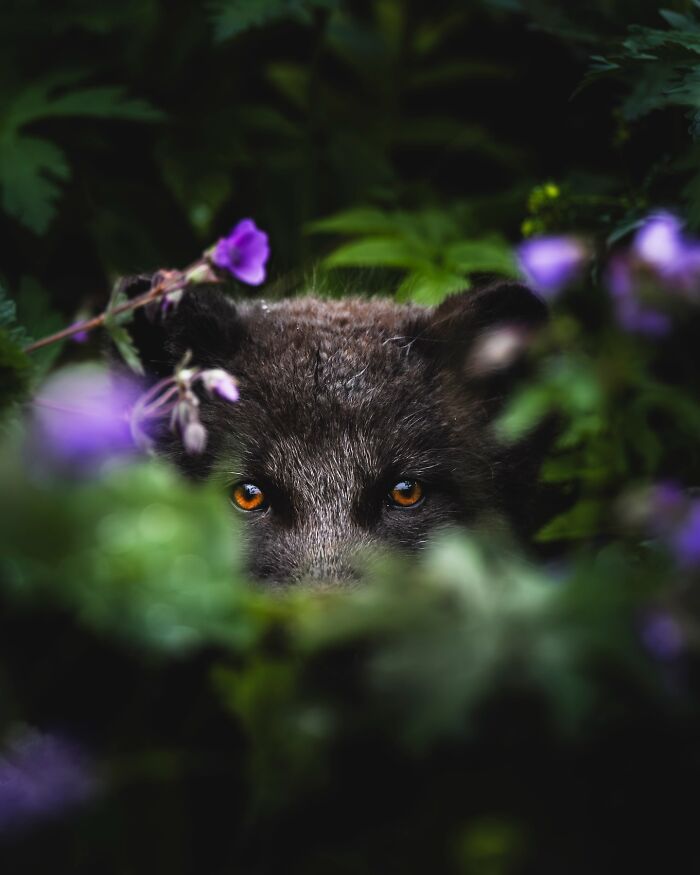 Meet Iceland's Coolest Animals Up Close! (41 Pics)