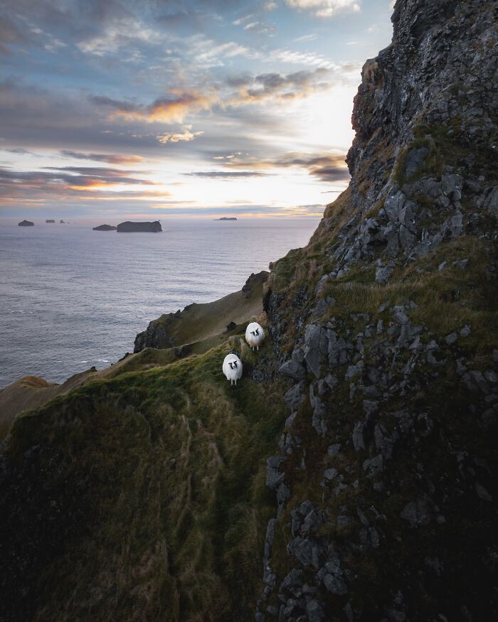 Meet Iceland's Coolest Animals Up Close! (41 Pics)
