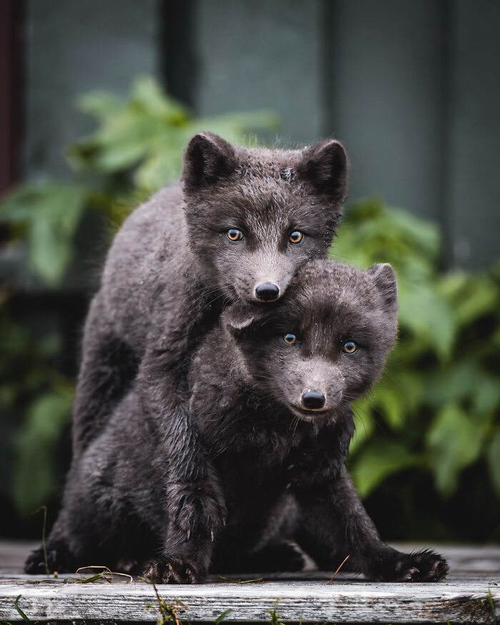 Meet Iceland's Coolest Animals Up Close! (41 Pics)