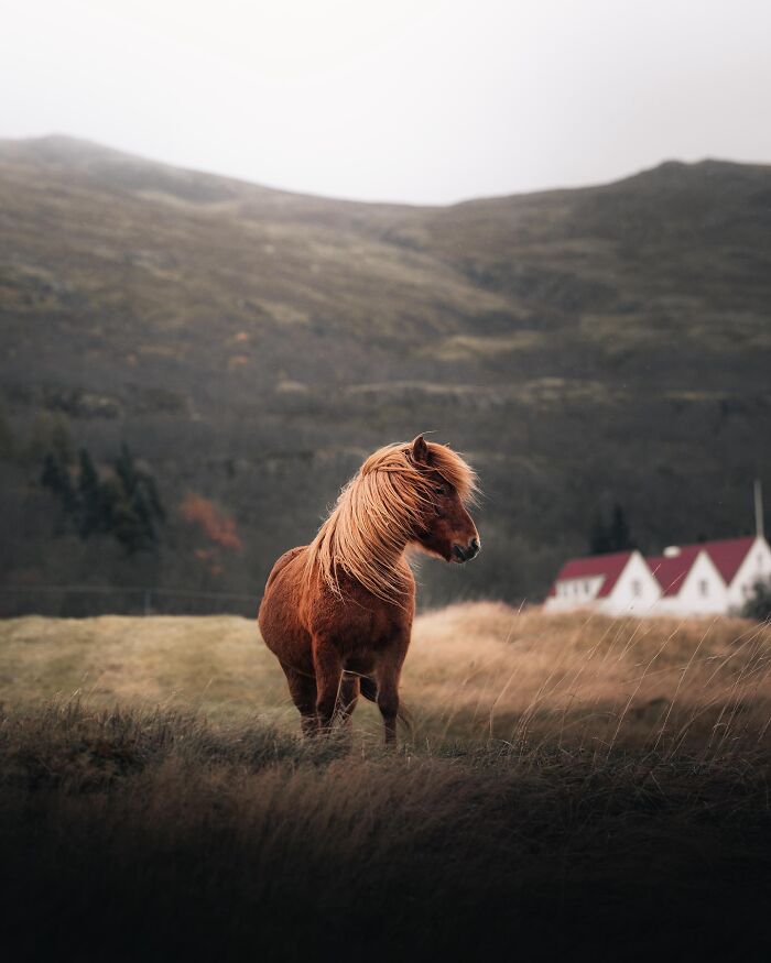 Meet Iceland's Coolest Animals Up Close! (41 Pics)