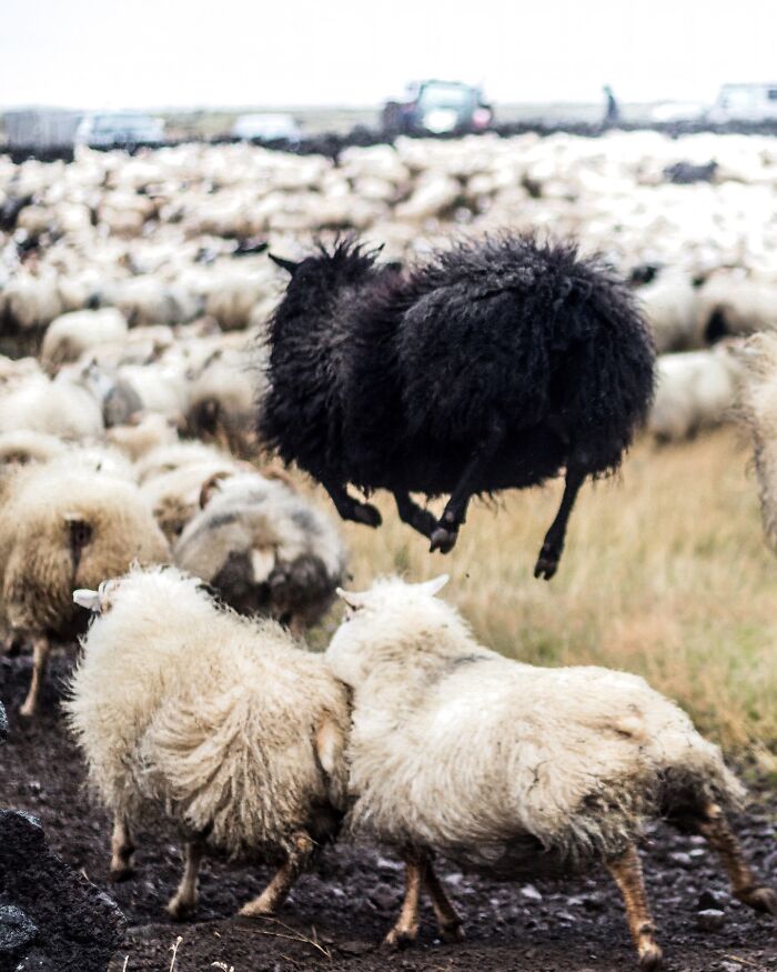 Meet Iceland's Coolest Animals Up Close! (41 Pics)