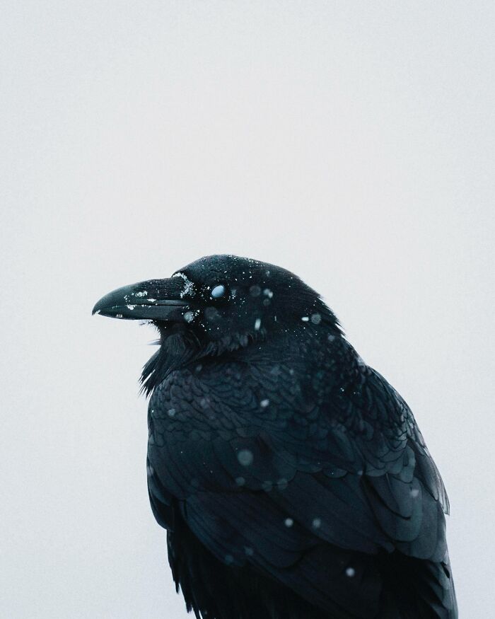 Meet Iceland's Coolest Animals Up Close! (41 Pics)