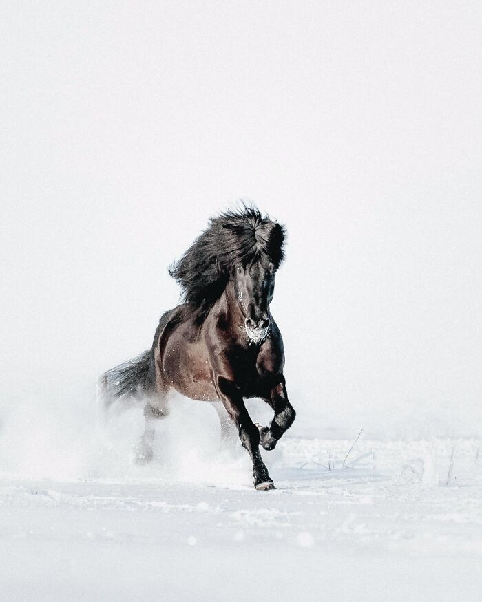 Meet Iceland's Coolest Animals Up Close! (41 Pics)