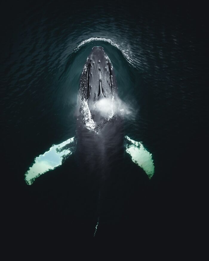 Meet Iceland's Coolest Animals Up Close! (41 Pics)