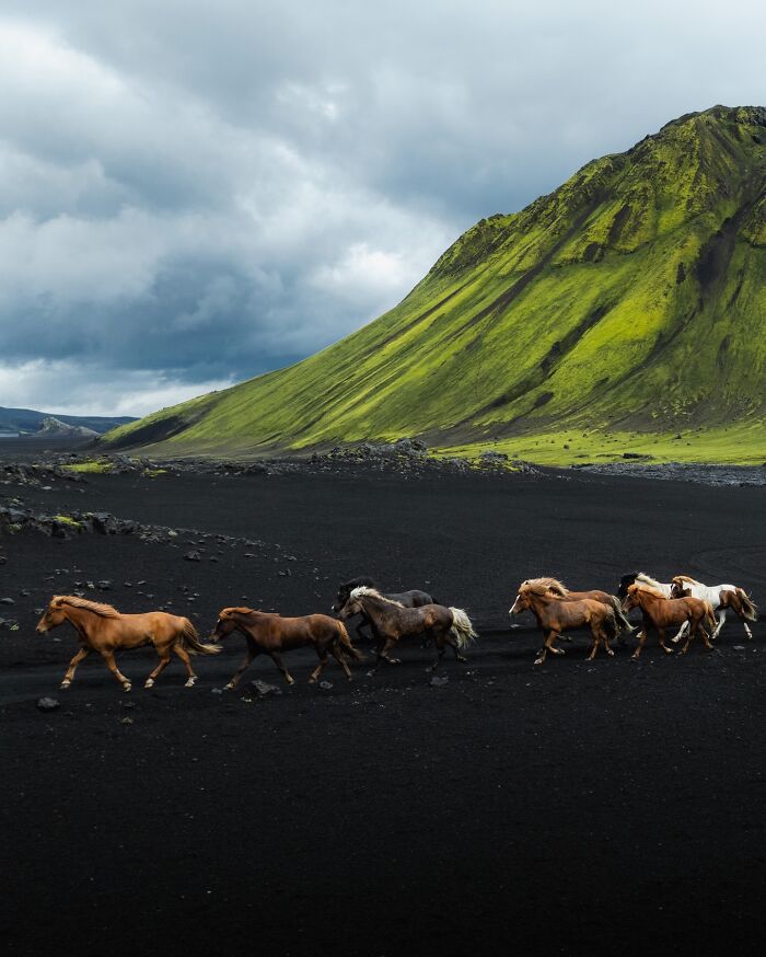 Meet Iceland's Coolest Animals Up Close! (41 Pics)