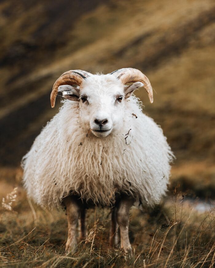 Meet Iceland's Coolest Animals Up Close! (41 Pics)