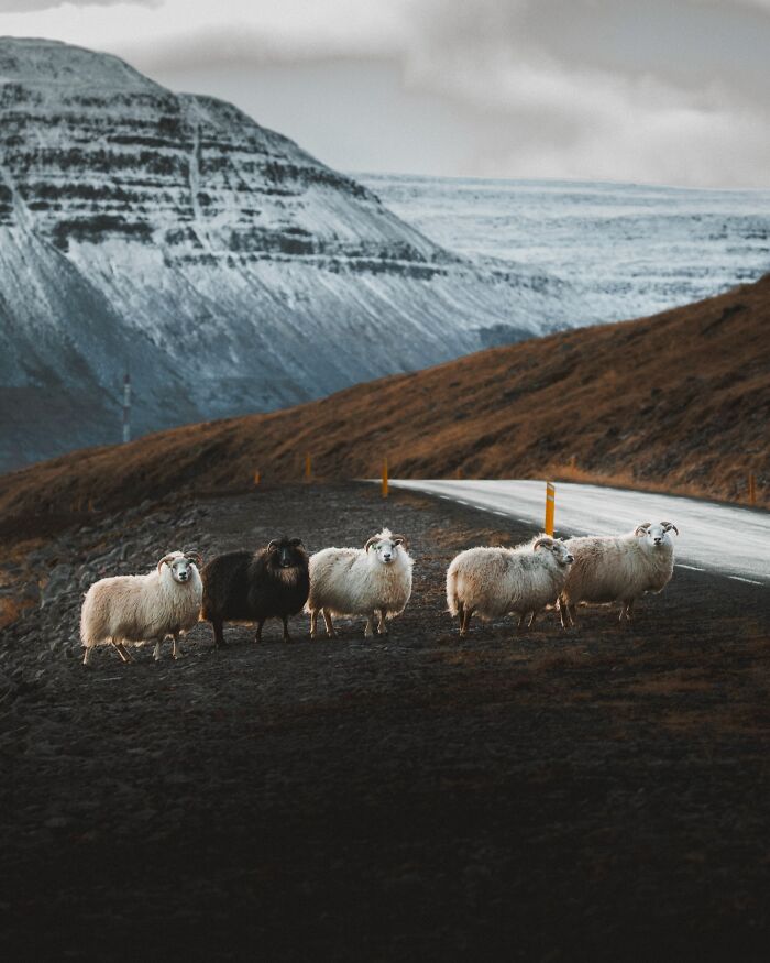Meet Iceland's Coolest Animals Up Close! (41 Pics)