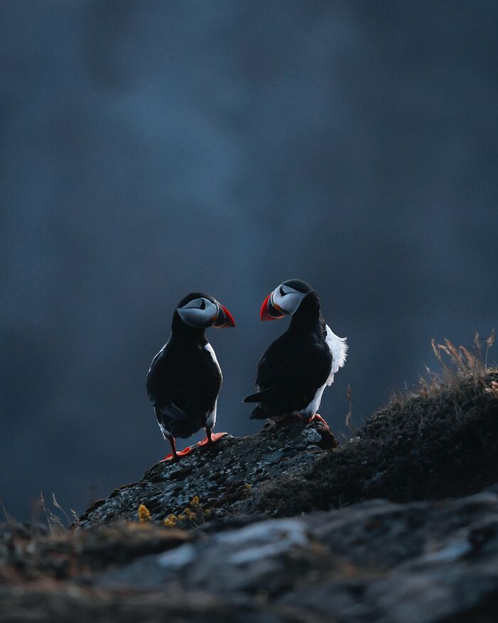 Meet Iceland's Coolest Animals Up Close! (41 Pics)