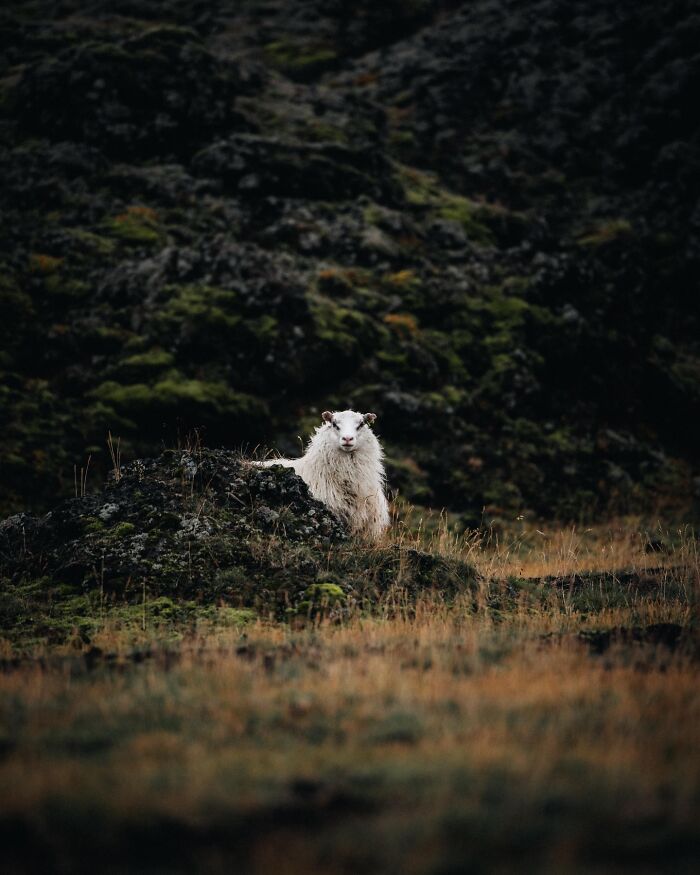 Meet Iceland's Coolest Animals Up Close! (41 Pics)