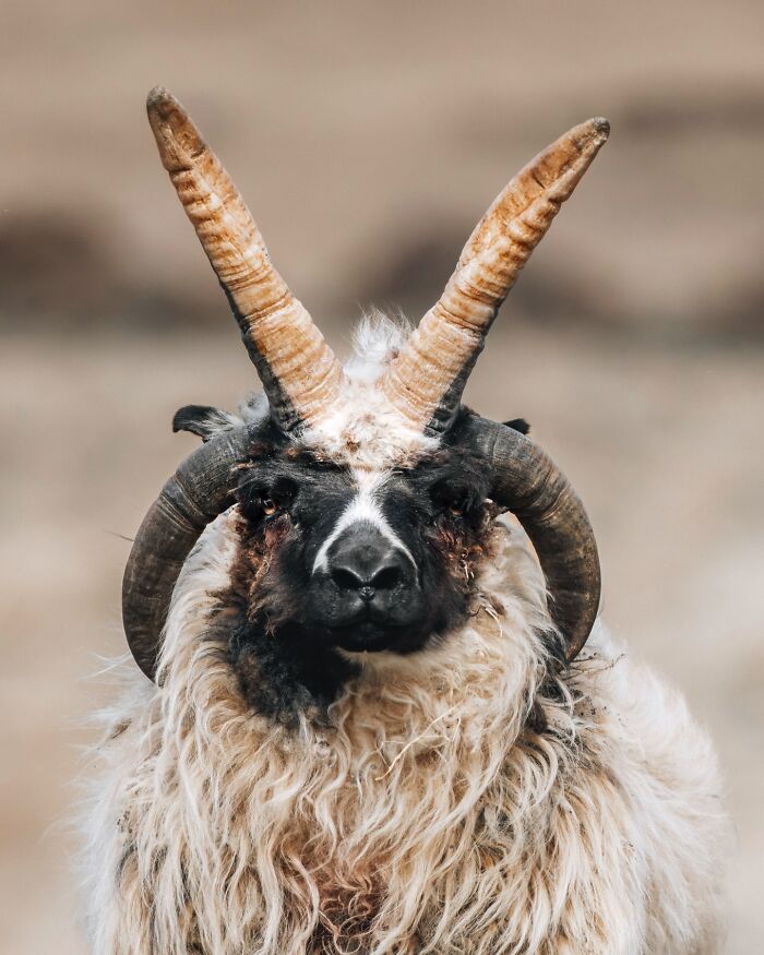 Meet Iceland's Coolest Animals Up Close! (41 Pics)