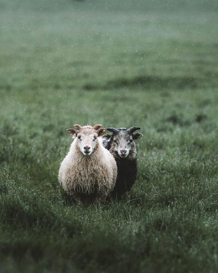 Meet Iceland's Coolest Animals Up Close! (41 Pics)