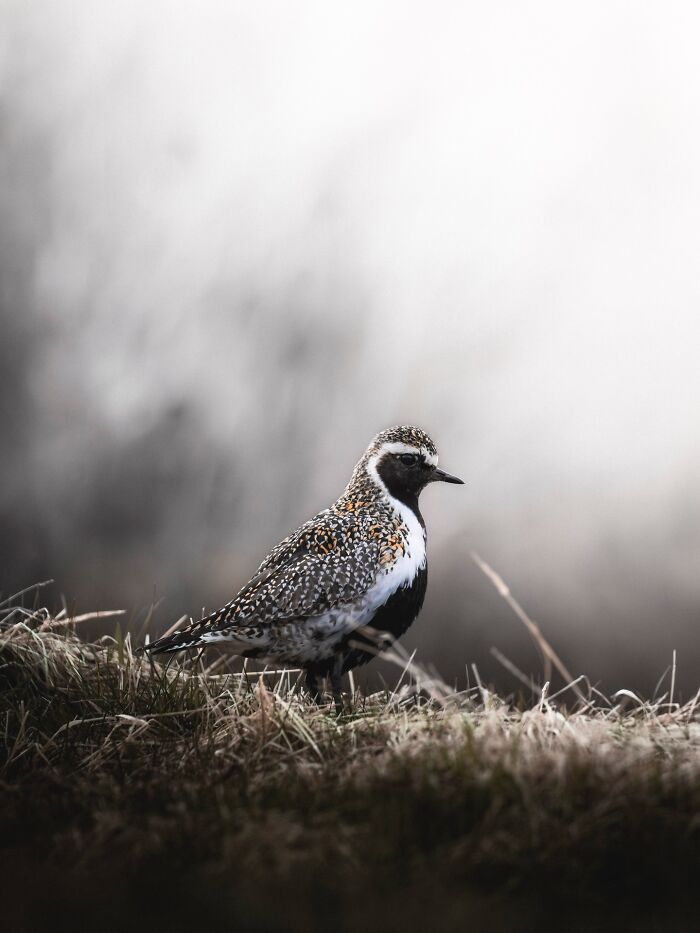 Meet Iceland's Coolest Animals Up Close! (41 Pics)