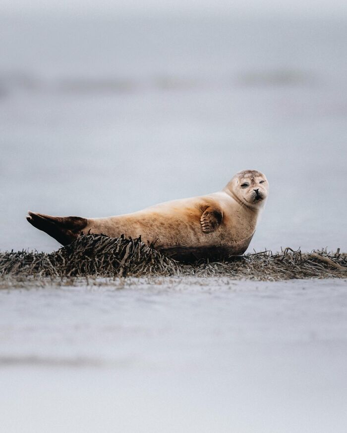 Meet Iceland's Coolest Animals Up Close! (41 Pics)