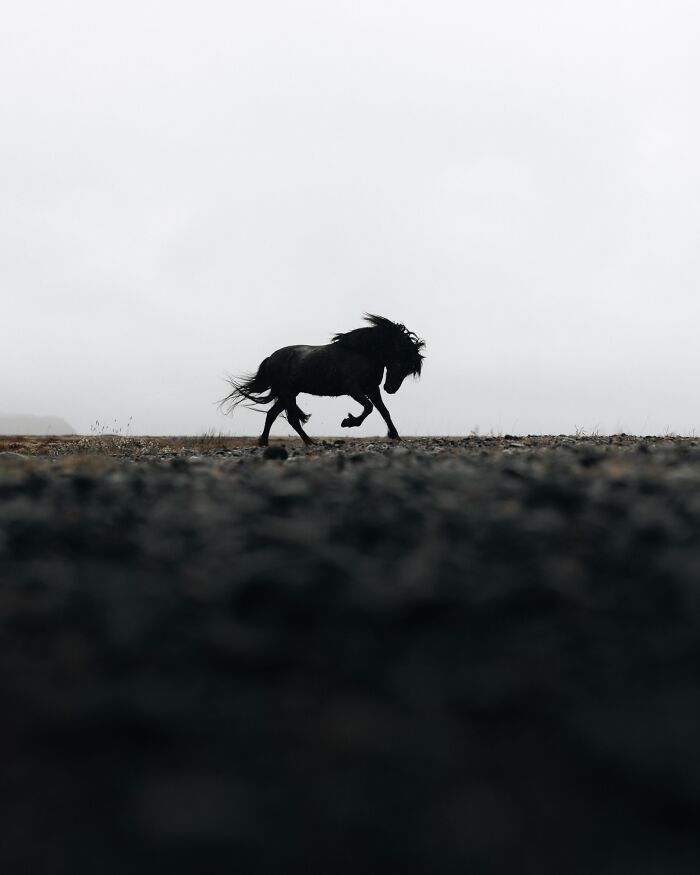 Meet Iceland's Coolest Animals Up Close! (41 Pics)