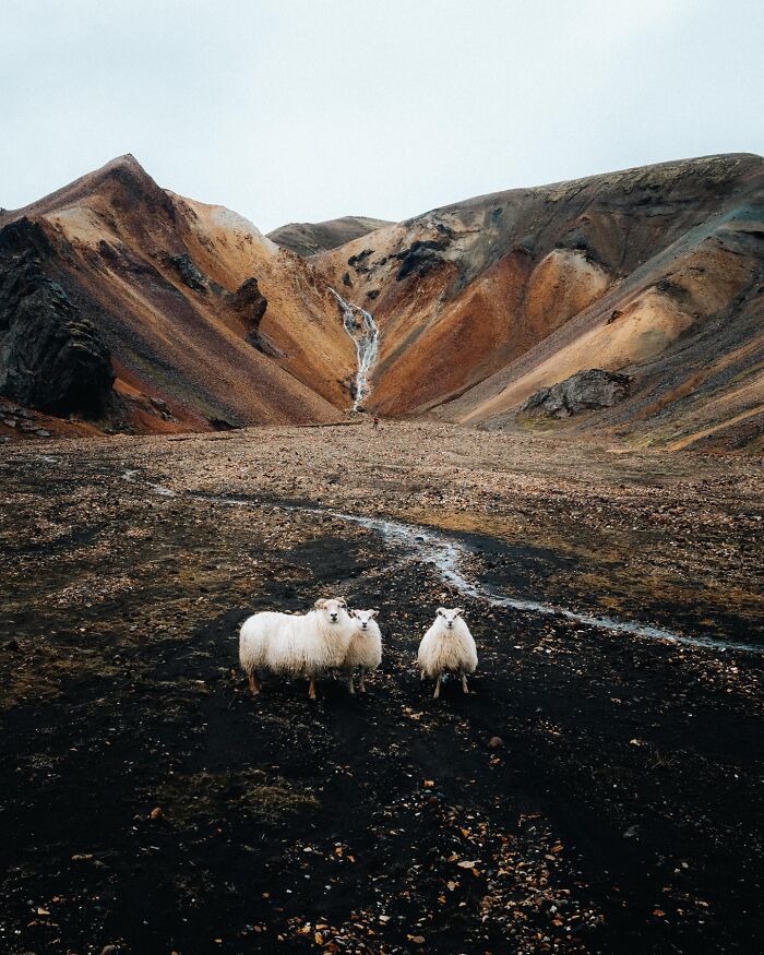 Meet Iceland's Coolest Animals Up Close! (41 Pics)