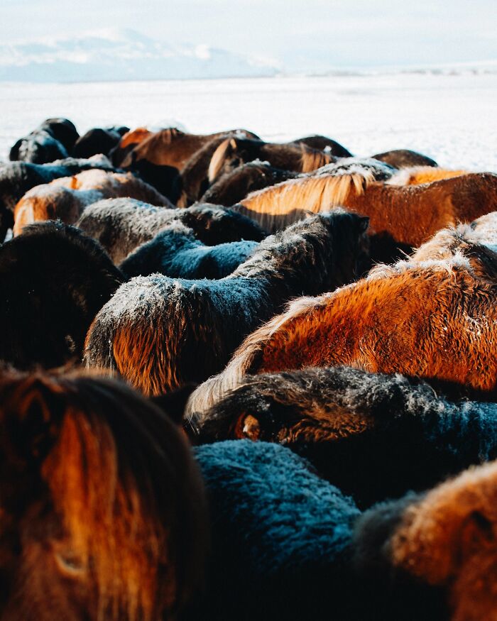 Meet Iceland's Coolest Animals Up Close! (41 Pics)